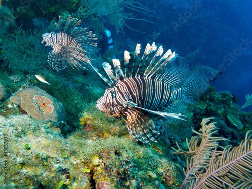 Photo: common lionfish (Pterois volitans) common lionfish (Pterois volitans)
