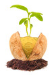 Money growth. Golden coins in nutshell. Saving concept.