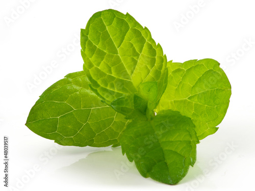 Photo: mint leaves mint leaves