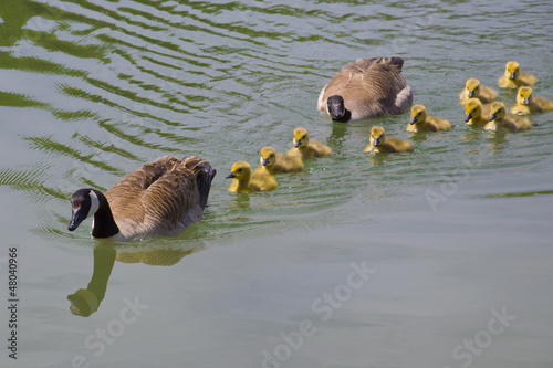 Photo: Baby Goosling following Mother and Father Baby Goosling following Mother and Father