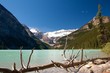 Dead Tree at Lake Louise