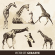 Vektor: Giraffe Giraffe