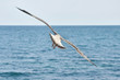 Bird Flies Away