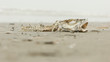 Decomposing dead fish carcass