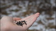 Birds eating sunflower seeds from hand
