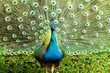 blue peacock in nightsafari chiangmai Thailand