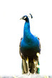 blue peacock in nightsafari chiangmai Thailand