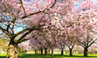 Spring: abundance of Japanese cherry blossoms