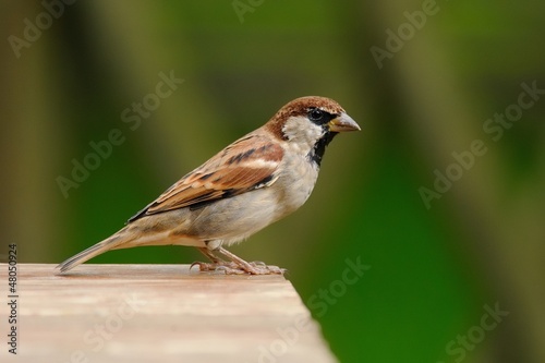 Photo: Passero comune Passero comune