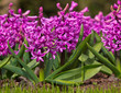 purple Hyacinth