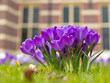 A group of crocus