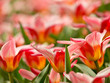 Photo: Colorful tulips Colorful tulips