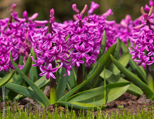 Photo: purple Hyacinth purple Hyacinth