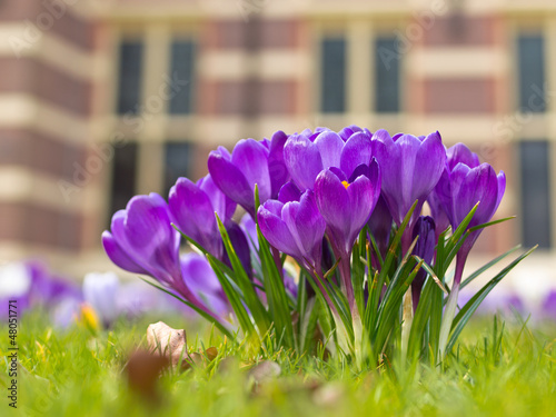 Photo: A group of crocus A group of crocus