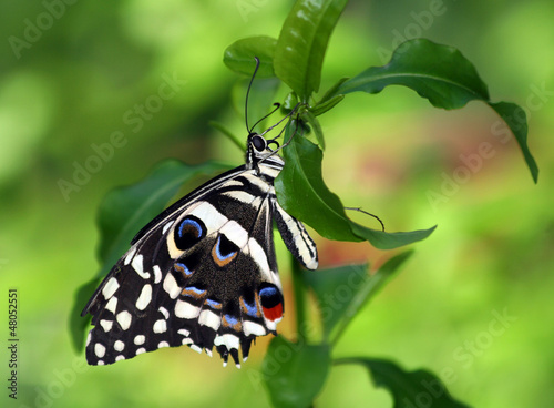 Photo: Citrus Swallowtail Citrus Swallowtail