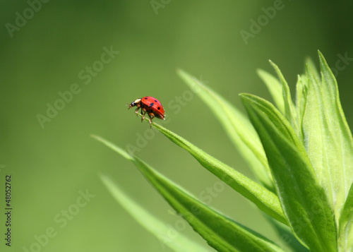 Photo: Ladybug standing on Green Plant Ladybug standing on Green Plant