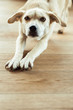 Müder Hund