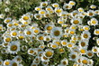 Marguerite (Leucanthemum vulgare)