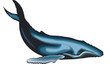 balena