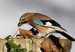 A Jay eating peanuts on a tree stump in autumn