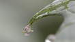 Wassertropfen Makro
