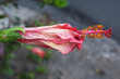 BLUMEN_0299_Hibiscus