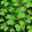 St Patrick Shamrock with Dew Pattern-Trifoglio Sfondo Verde