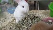 eating rabbit