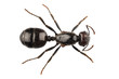 Black garden ant species Lasius niger