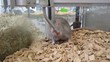 drinking animal