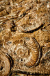 fossilien braun