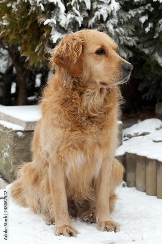 Photo: beautiful golden retriever beautiful golden retriever