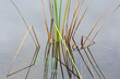 Empty bed of reeds in Everglades Florida