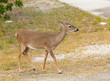Photo: Small Key Deer in woods Florida Keys Small Key Deer in woods Florida Keys