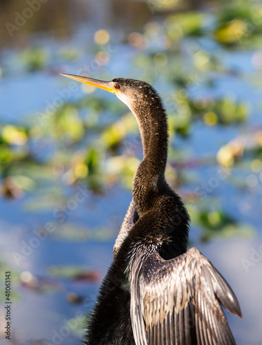 Photo: Anhinga bird drying its feathers in Everglades Anhinga bird drying its feathers in Everglades