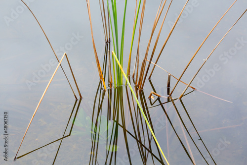 Photo: Empty bed of reeds in Everglades Florida Empty bed of reeds in Everglades Florida