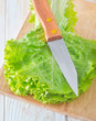 fresh salad