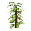 Exotic plant bush tree