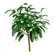 Exotic plant tree4