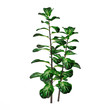 Exotic plant bush tree