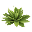 Decorative cactus aloe bush