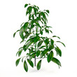 Exotic plant bush tree