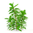 Exotic plant bush tree