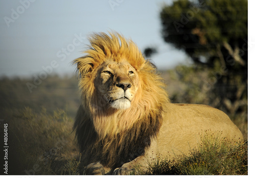 Photo: Lo sguardo fiero del leone Lo sguardo fiero del leone