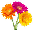 Gerber Daisy isolated on white background