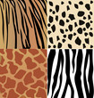 Set of giraffe, cheetah, tiger and zebra skins vector
