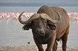 Cape Buffalo With Pink Flamingos