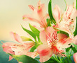 Bouquet of pink flowers