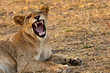 Lion in Ruaha National Park