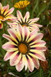 gazania flowers with rain drops